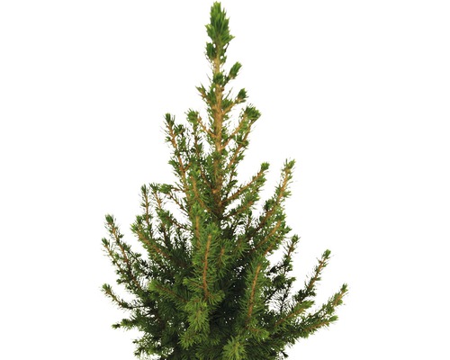 Gros plan d''une plante de conifères