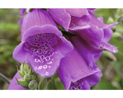 Digitale pourpre FloraSelf Digitalis purpurea 'Dalmatian Purple' h 5-30 cm Co 0,5 l