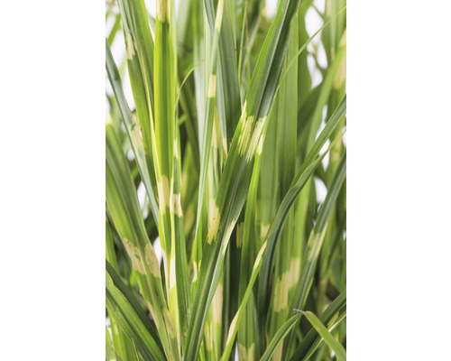 Blätter des Ziergrases mit Streifen