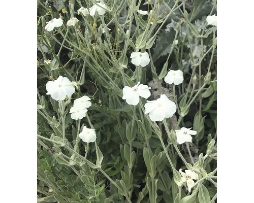 Weissblühende Vexiernelke FloraSelf Lychnis coronaria 'Alba' H 5-20 cm Co 0,5 L Blütenstand mit weißen Blütenblättern und grünen Blättern