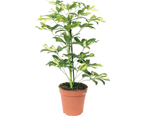 Schefflera plante en pot