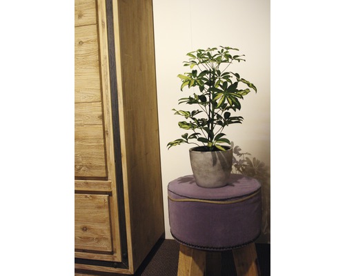 Scène de pièce avec armoire en bois, Schefflera Arboricola en pot sur tabouret