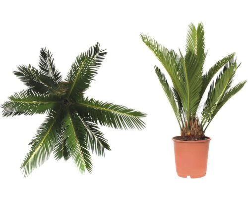 Zwei Darstellungen einer Palmfarne in einem Topf, einmal von oben und einmal von der Seite.