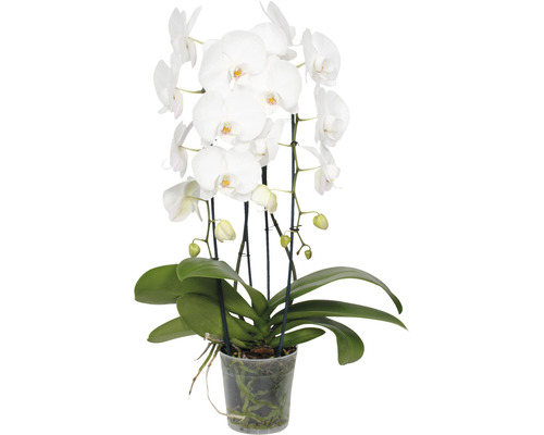 Weisse Orchidee im Topf