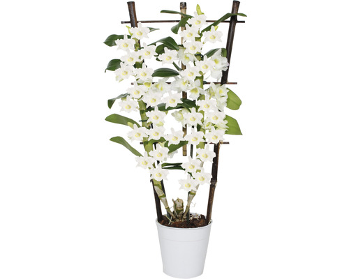 Orchidée Dendrobium Nobile avec support d''escalade en bambou en pot