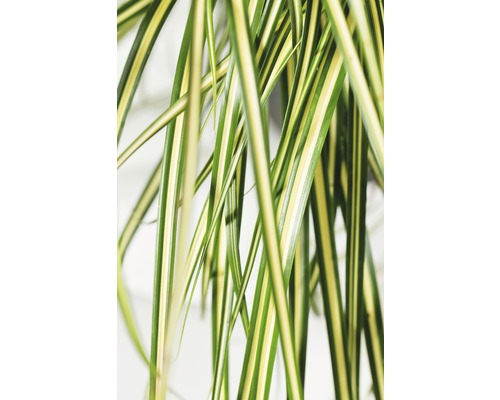 Gros plan sur les feuilles rayées d''une plante araignée