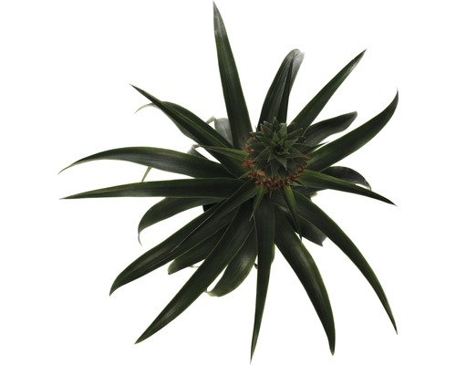 Plant d''ananas vu de dessus