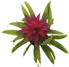 Bromelie FloraSelf Guzmania x Hybride 'Deseo Pink' H 45x55 cm Ø 12 cm Topf