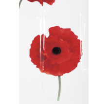 Coquelicot sous film transparent