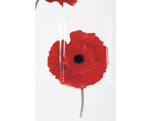 Coquelicot sous film transparent