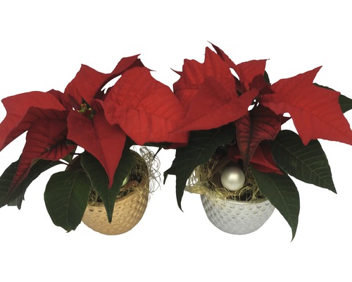 Deux poinsettias dans des pots décoratifs avec des boules de Noël