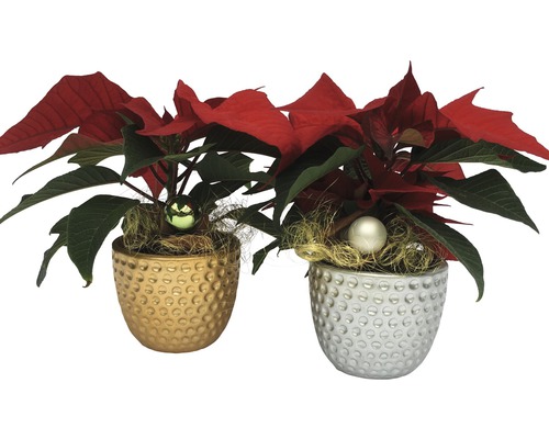 Deux poinsettias dans des pots décoratifs