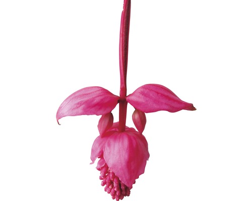 Blüte der Medinilla Pflanze