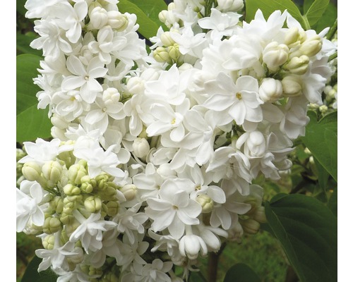 Nahaufnahme von weißen Fliederblüten