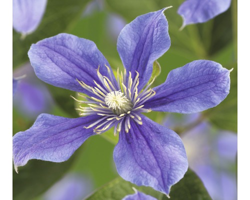 Waldrebe FloraSelf Clematis-Cultivars H 50-60 cm Co 3 L blau