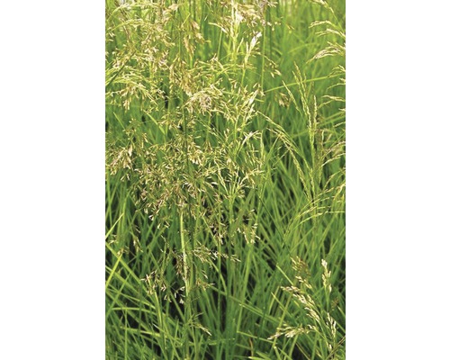 Detailaufnahme von Rasen mit Halmen und Blütenständen