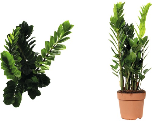 Zamioculcas plante d''intérieur en pot, deux vues