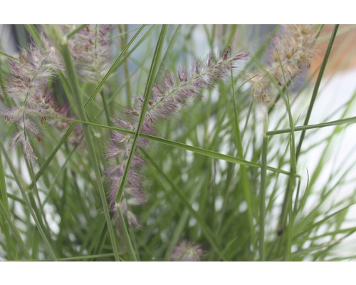 Gras mit dekorativen Blütenständen im Detail