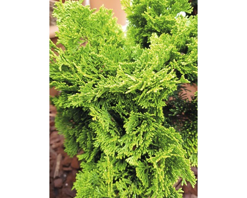 Gros plan d''un cyprès avec des feuilles vertes.