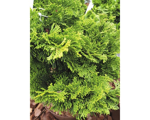 Gros plan d''un cyprès vert