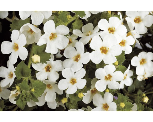 Fleur de Bach avec des fleurs blanches