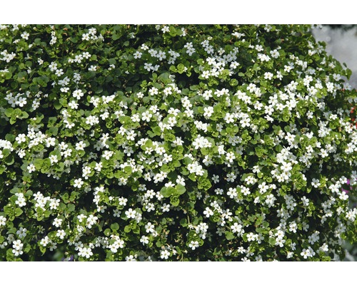 Plante de sutera fleurie avec de petites fleurs blanches et des feuilles vertes.