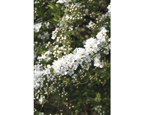 Blühender Spierstrauch mit weißen Blüten