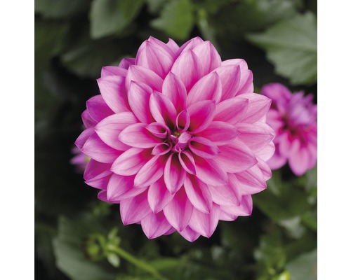 Gros plan sur un dahlia rose