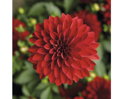 Gros plan d''un dahlia rouge
