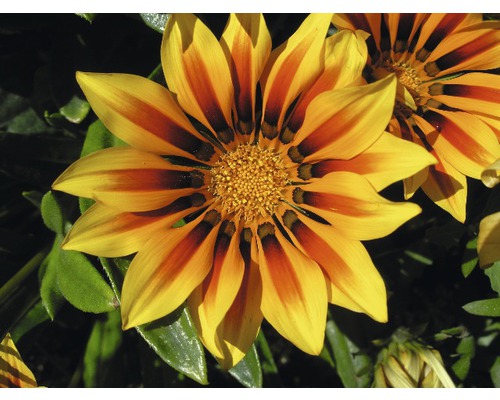Gros plan d''une fleur de Gazania