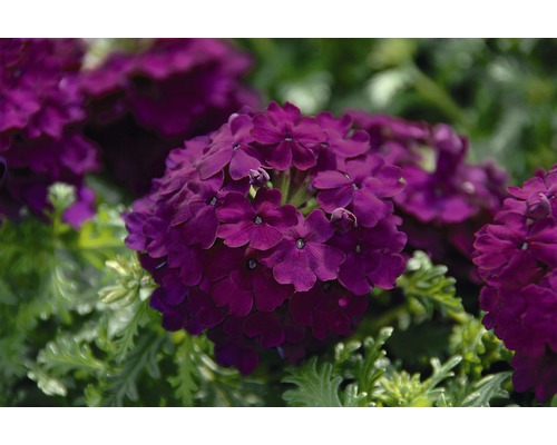 Gros plan sur une fleur de verveine violette