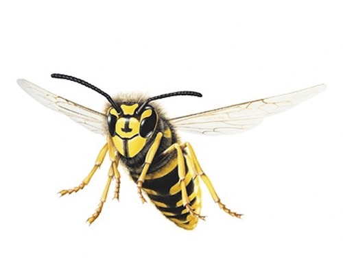 Illustration d''une guêpe en vol