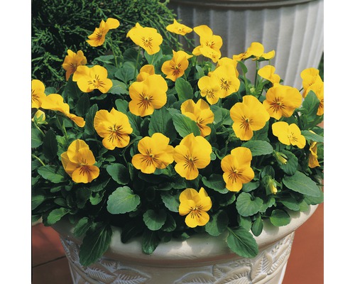 Pensées cornues jaunes dans un pot