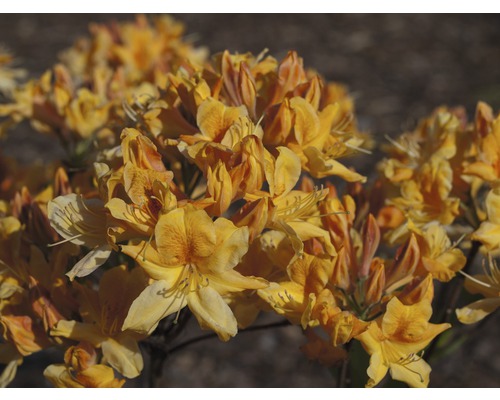 Nahaufnahme von Azaleenblüten