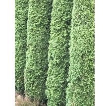 Lebensbaum FloraSelf® Thuja Smaragd 80-100 cm-thumb-0
