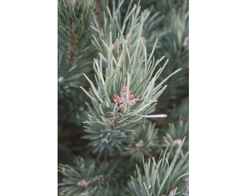 Gros plan d''aiguilles de pin avec des cônes