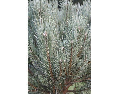 Gros plan sur un pin cembro avec des aiguilles