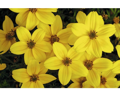 Gros plan sur des fleurs de souci jaunes