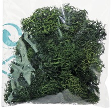 Verpackungseinheit Waldmoos zur Dekoration