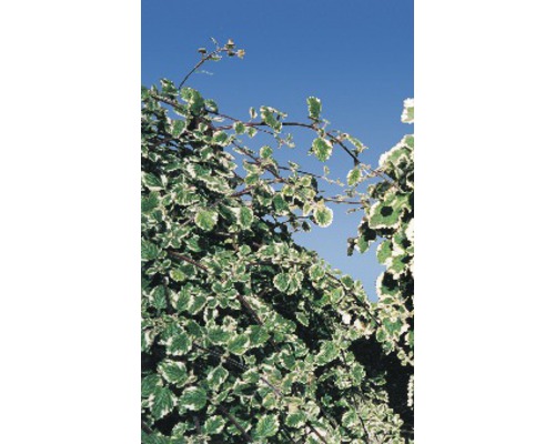 Feuilles d''une plante ornementale sur fond de ciel bleu