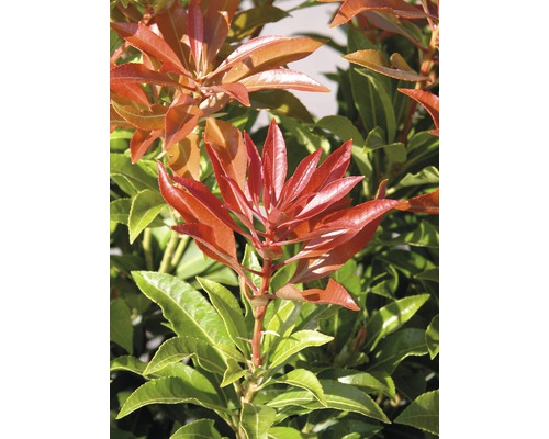 Lavendelheide Pieris japonica 'Mountain Fire' H 50-60 cm Co 15 L