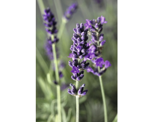 Gros plan sur des fleurs de lavande