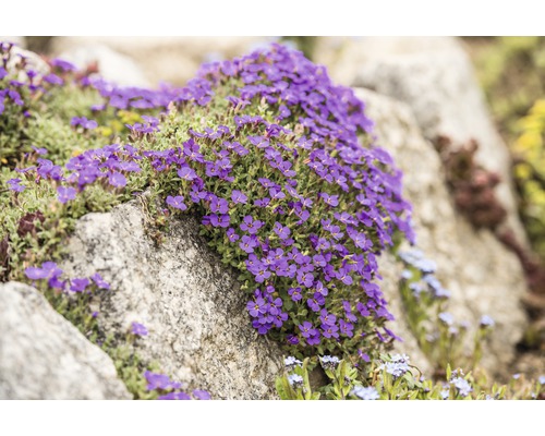 Blaukissen FloraSelf Aubrieta-Cultivars 'Blue Emperor' H 5-10 cm Co 0,5 L (6 Stk.)