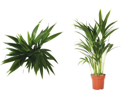 Arecapalme Zimmerpflanze im Topf, zwei Ansichten