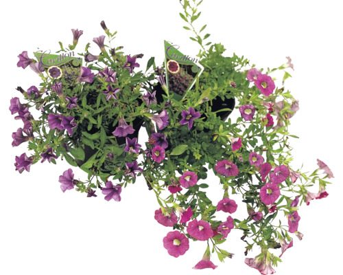 Mini Petunie hängend FloraSelf® 10.5er Topf gelb zufällige Sortenauswahl