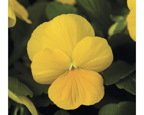 Violette cornue 'viola cornuta' jaune pot de 9 cm