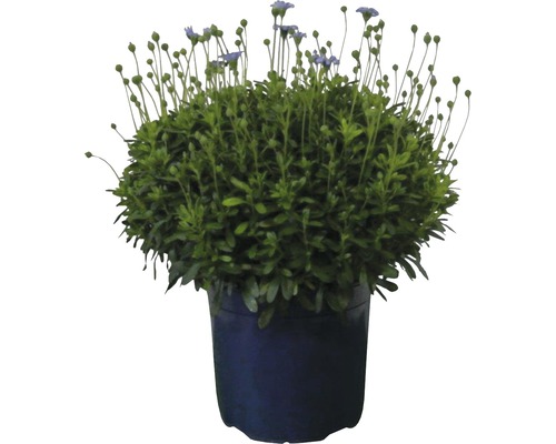 Blaues Gänseblümchen in einem Topf