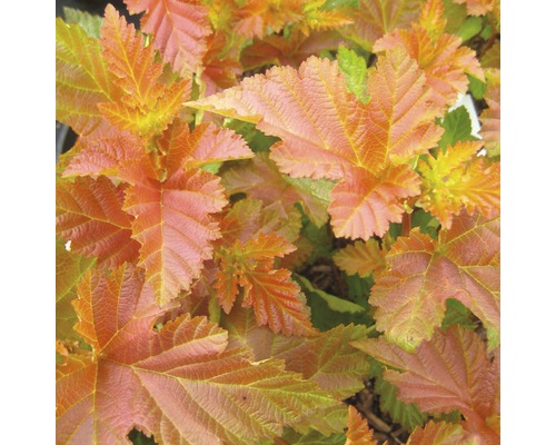 Physocarpe FloraSelf Physocarpus opulifolius 'Amber Jubilee' H 100-125 cm Co 18 L