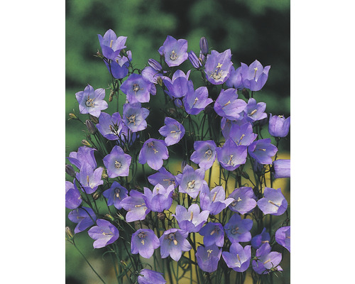 Pfirsichblättrige Glockenblume FloraSelf Campanula persicifolia H 10-40 cm Co 3 L Glockenblumen im Garten