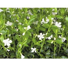 Pervenche avec des fleurs blanches et feuilles vertes